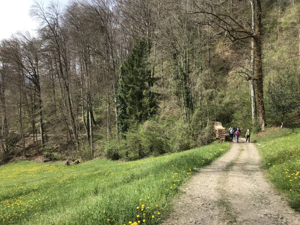 auf dem lichten Waldweg