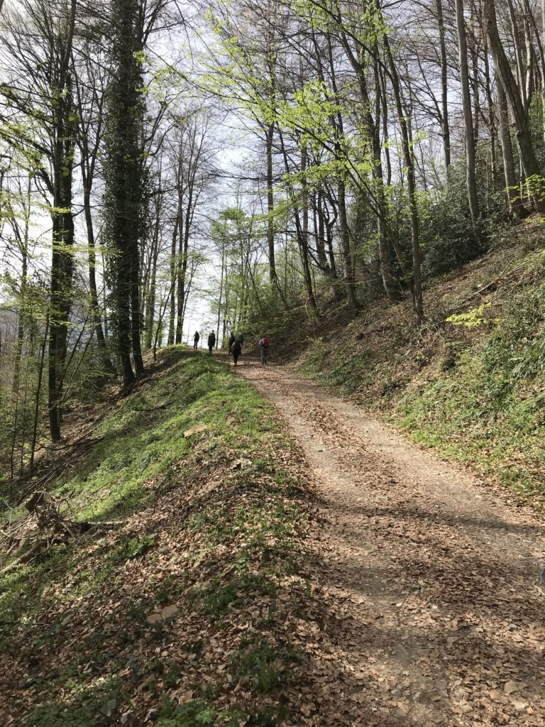 sanfter Aufstieg durch den Wald