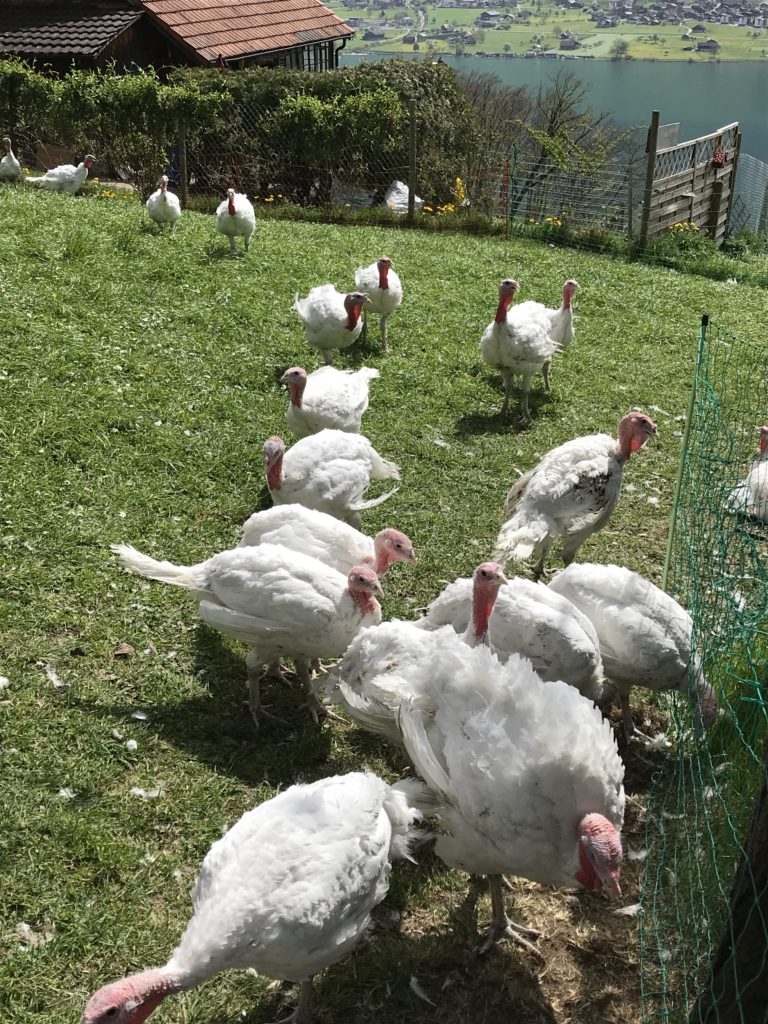 österlicher Auslauf der Truthennen.....