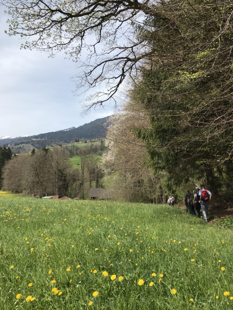 blühende Natur am Waldrand