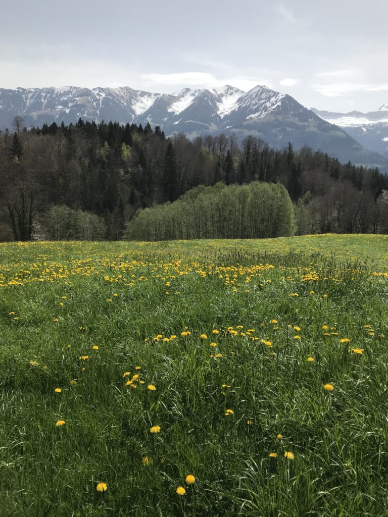 Löwenzahnwiese mit Blick in die Alpen