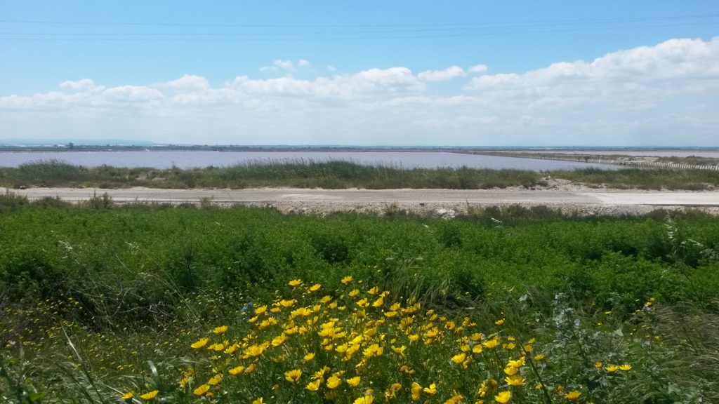 blühende Blumenwiesen auf der Fahrt von Vieste nach Torre Canne