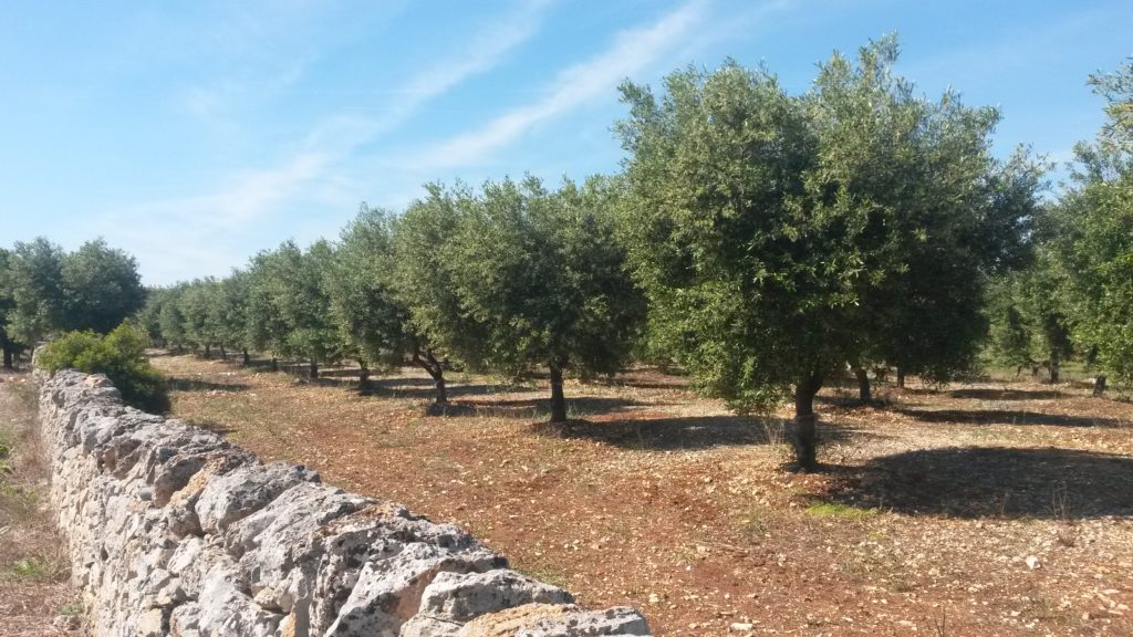 Blühende Olivenhaine auf dem Weg ins Valle d'Itria