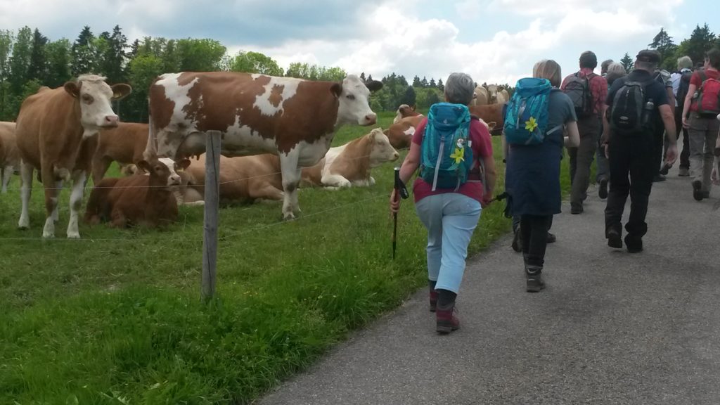 Nachmittagstreff mit Aargauer Kühen