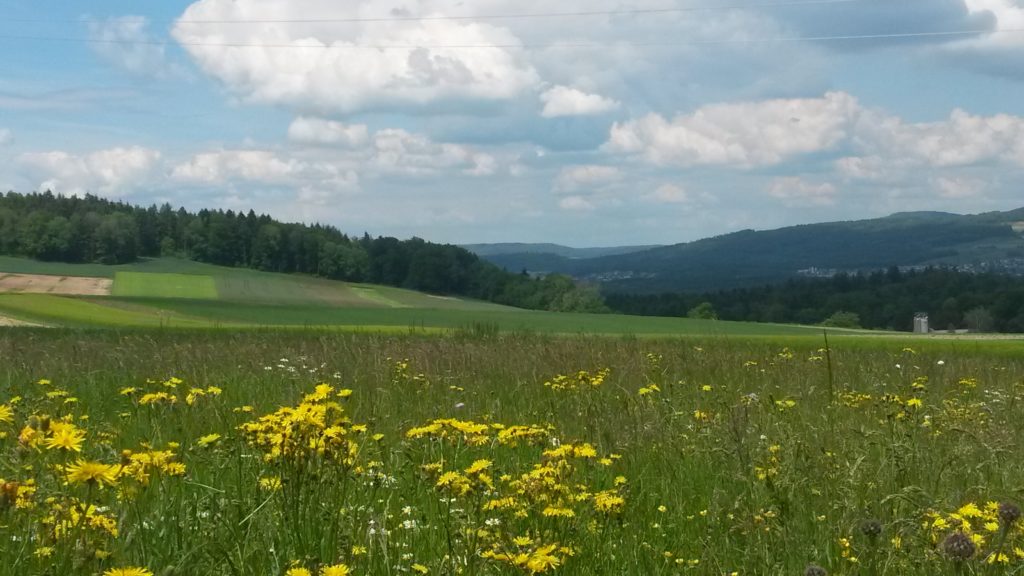 Blumenwiese mit Blick ins Bünztal