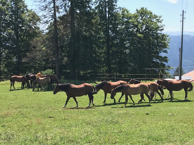 Pferdeweide im Berner Jura