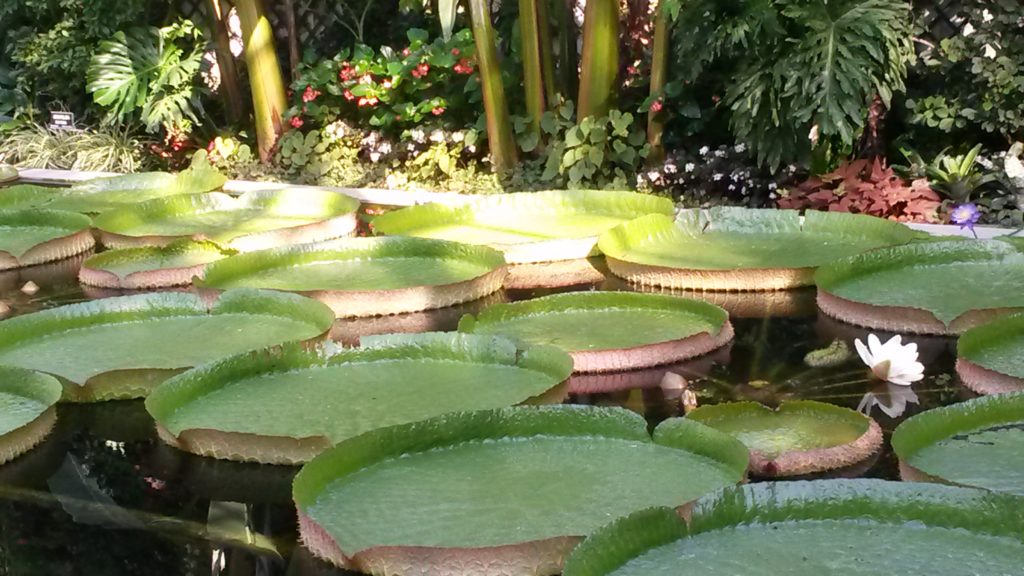 Blickfang - Seerose im Botanischen Garten der Villa Taranto