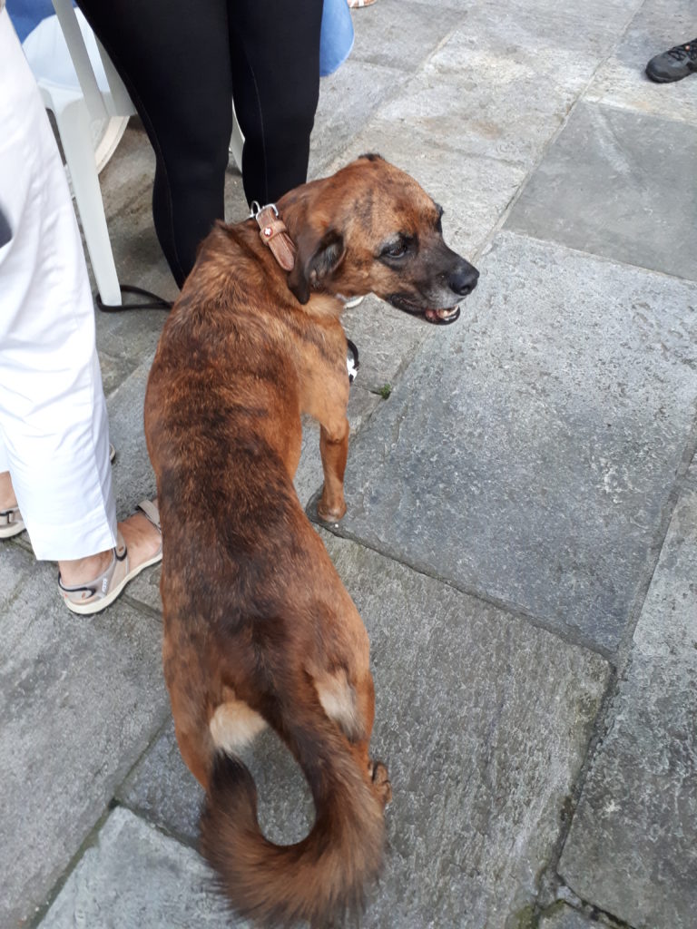 Ankunft Laveno - Auch die schöne Hündin Chiara ist dabei.