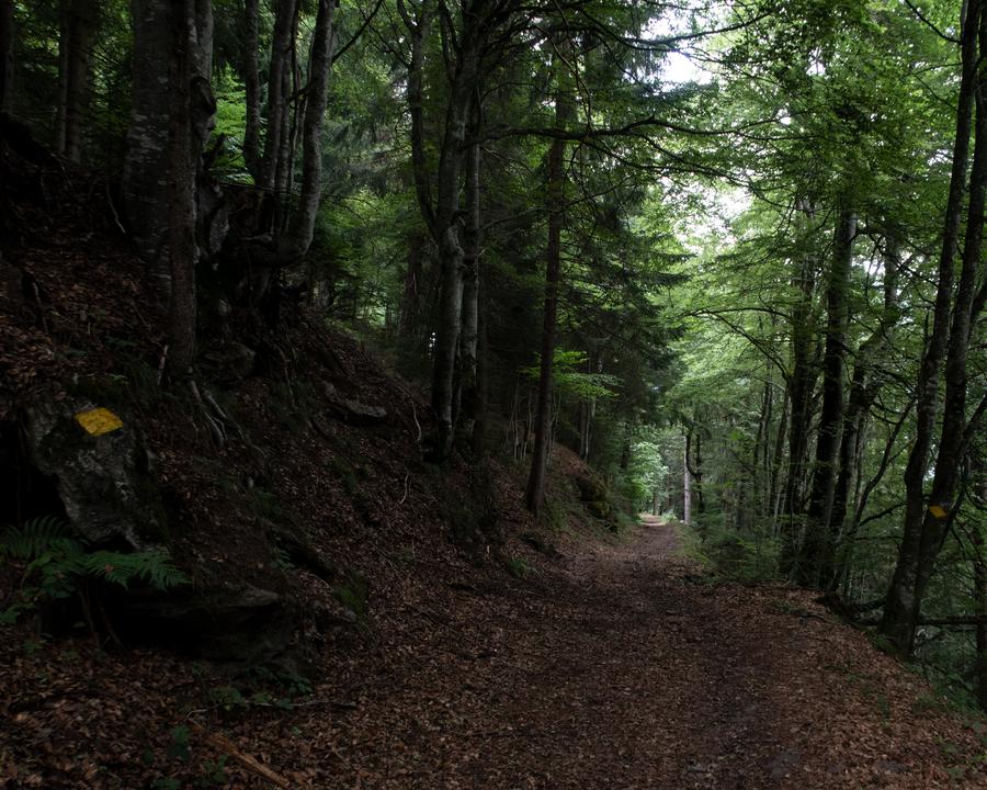 WALSA-Weg: Durch den Wald Richtung Mels