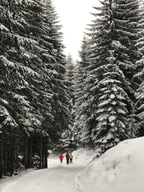 im verschneiten Wald