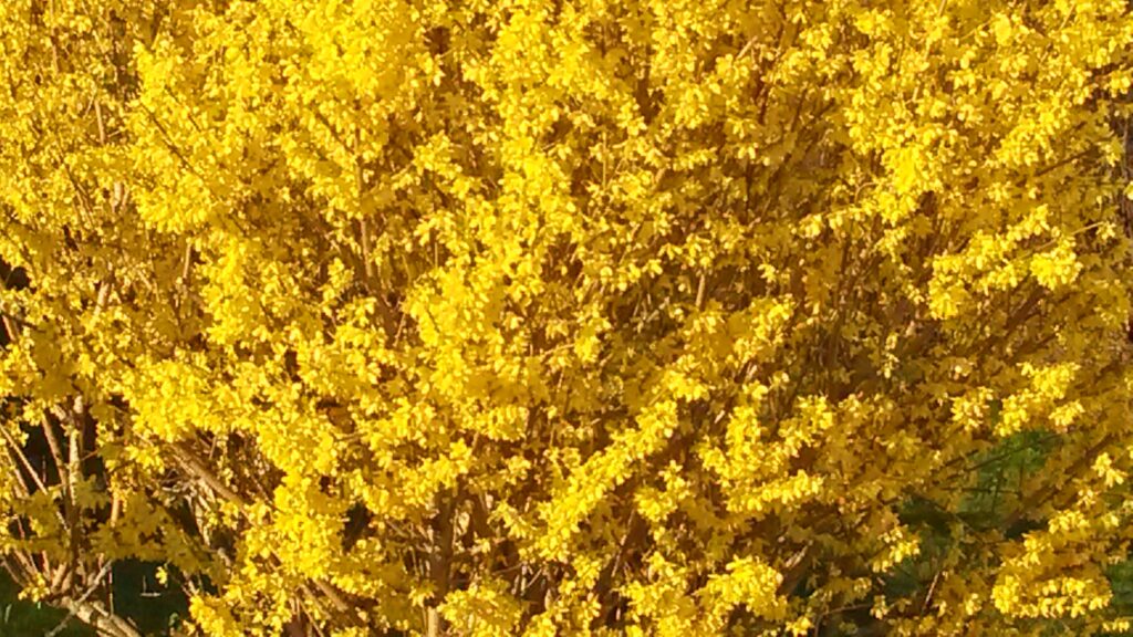 Abtwiler Forsythien in voller Blüte - 23.03.2020
