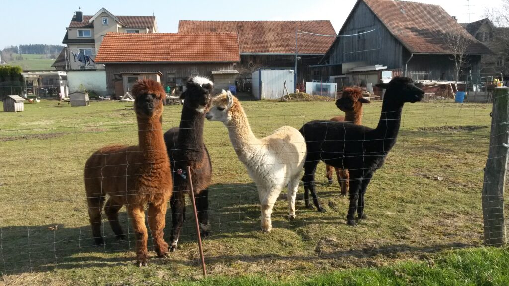 ALPAKAS auf einem Hof im Mädertal bei Gossau - 28.03.2020