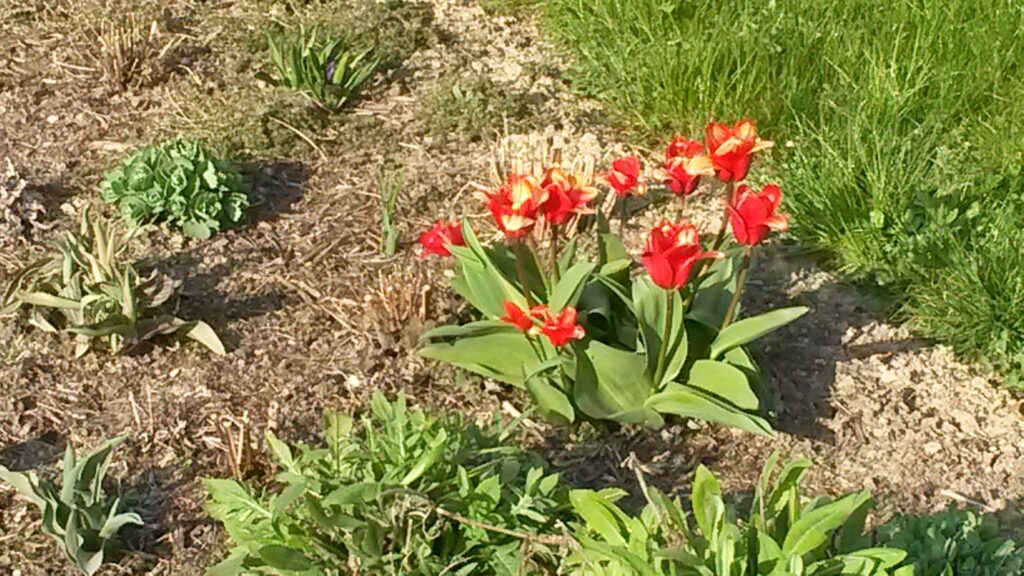 Zwergtulpen im Industriequartier von Gossau - 28.03.2020