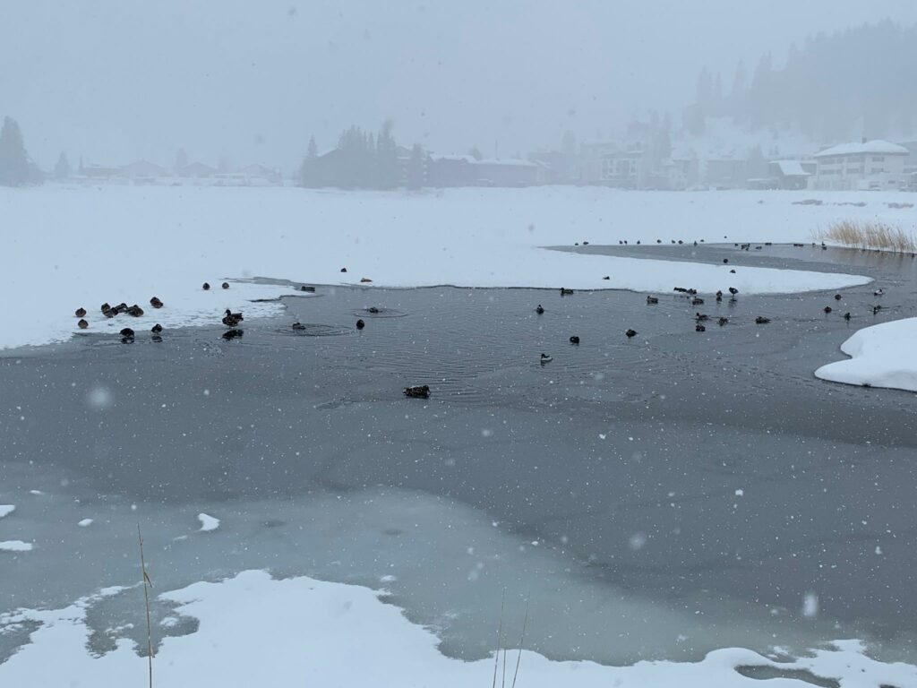 Arosa, Obersee