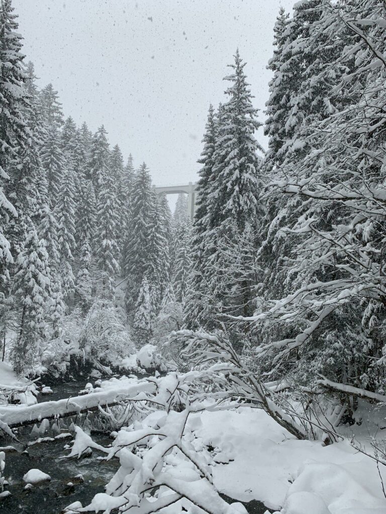 Winterwald