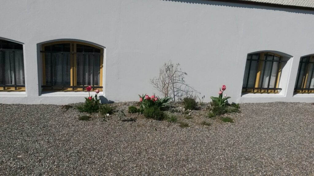 kleine Bepflanzung an der Kirchenmauer - 31.03.2020