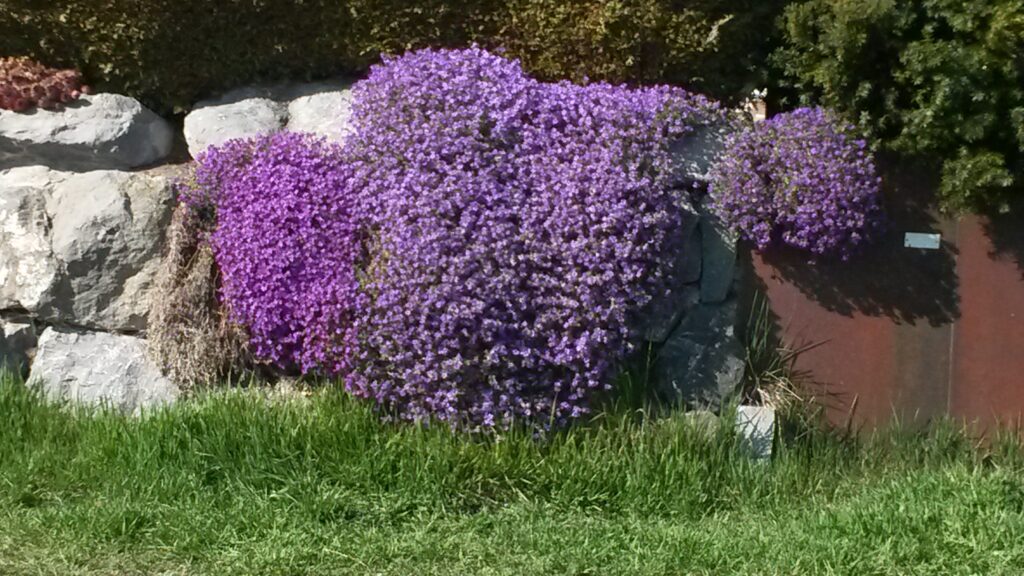und noch ein Viola-Blumenkissen - 31.03.2020