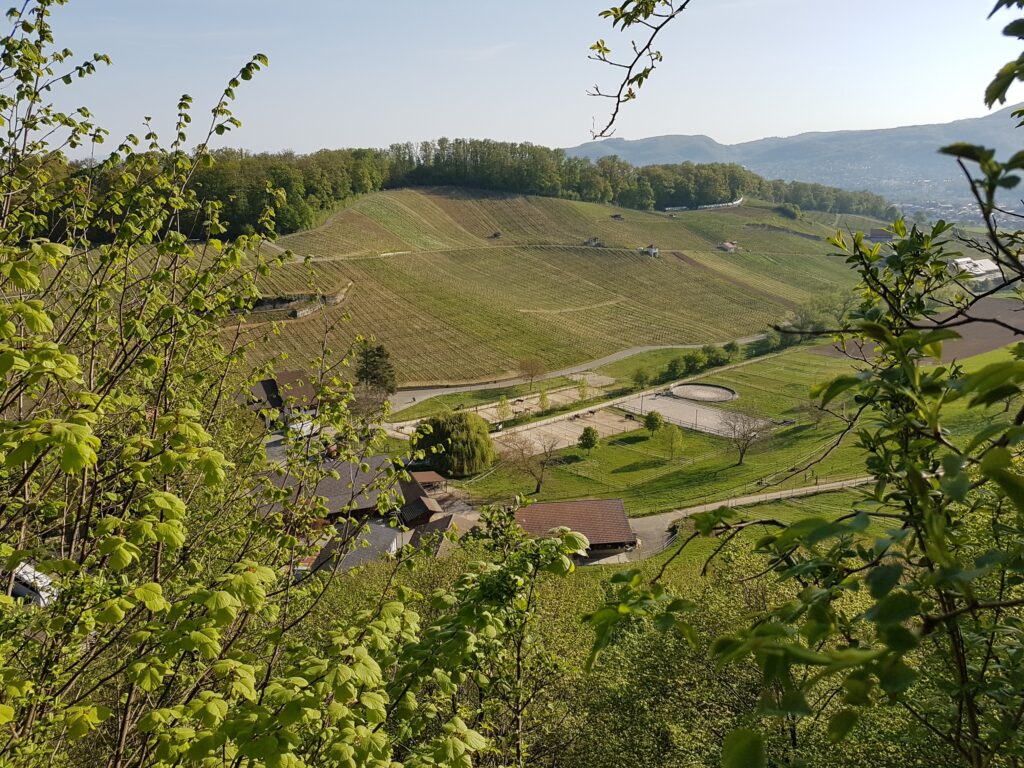 Rebberge der Gemeinde Aesch im Baselland - 19.04.2020