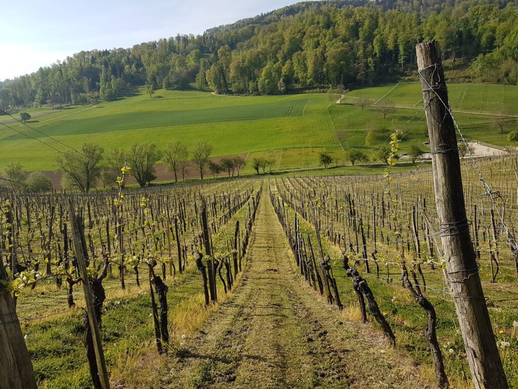 Das grösste Rebenanbaugebiet des Kantons Baselland ist jenes der Gemeinde Aesch. - 19.04.2020