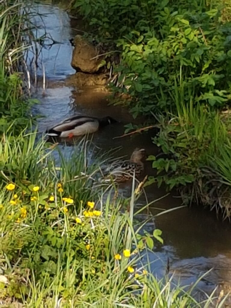 Badevergnügen im Klusbächli in der Gemeinde Aesch - 19.04.2020