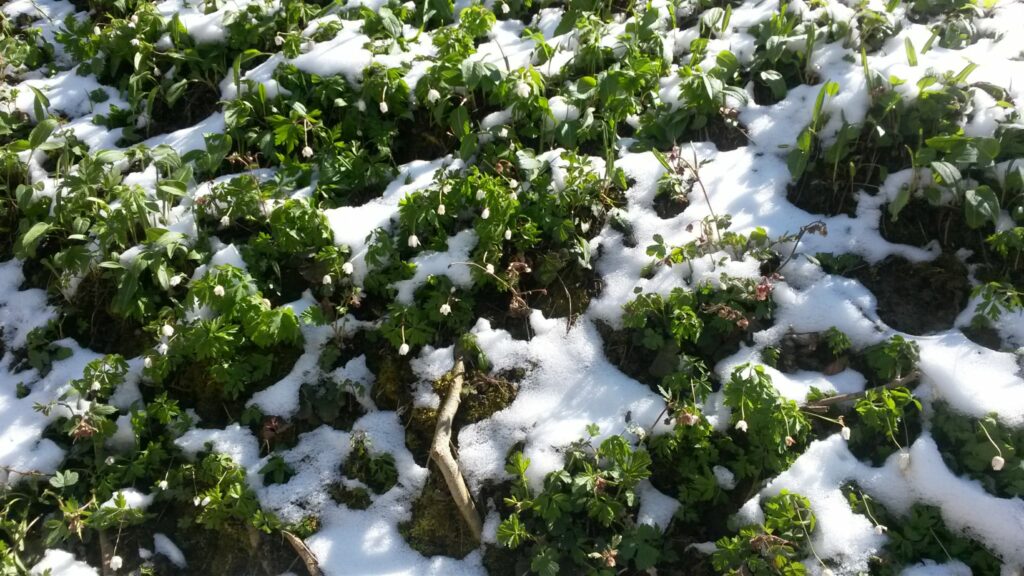 St. Gallen: Die Frühlings-Schneeglöckchen in St. Georgen freuen sich über den Winterrückzug - 01.04.2020