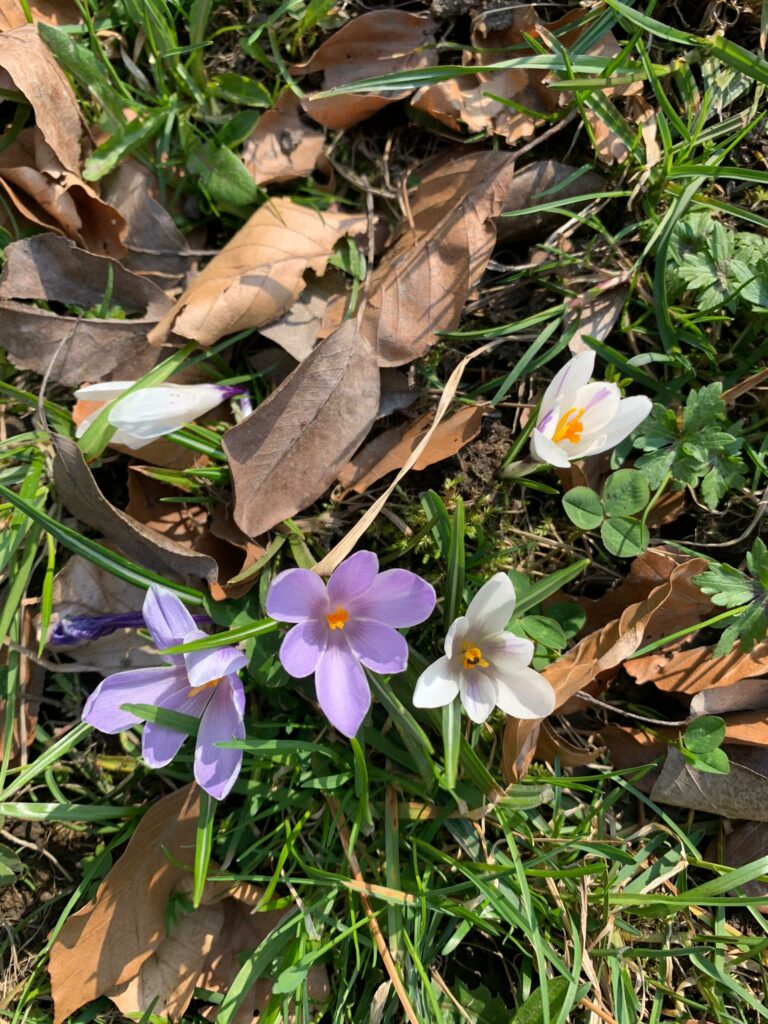 Trimmis - weisser und violetter Krokus