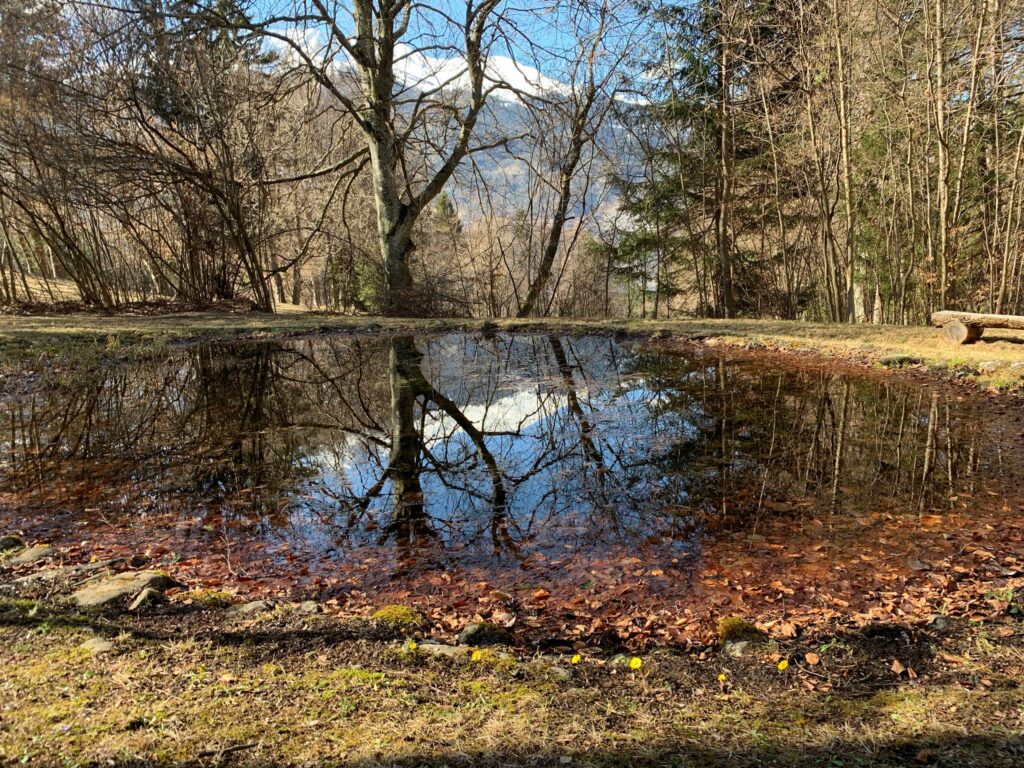 Trimmis - idyllischer Waldweiher