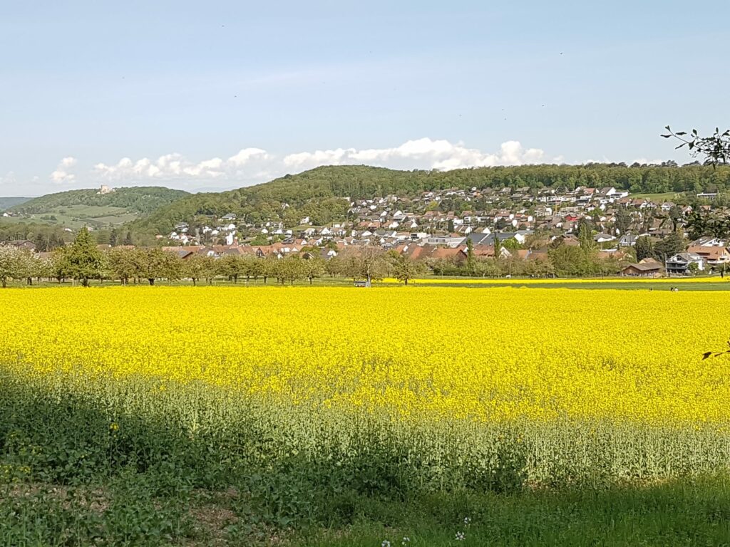goldgelbes Löwenzahnfeld, im Hintergrund Hofstetten-Flüh - 19.04.2020