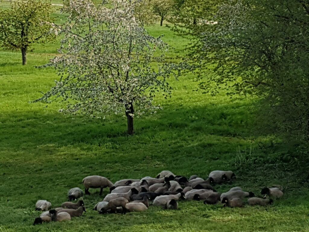 Schwarzkopf-Schafherde im Schatten in der Region Hofstetten-Flüh - 19.04.2020