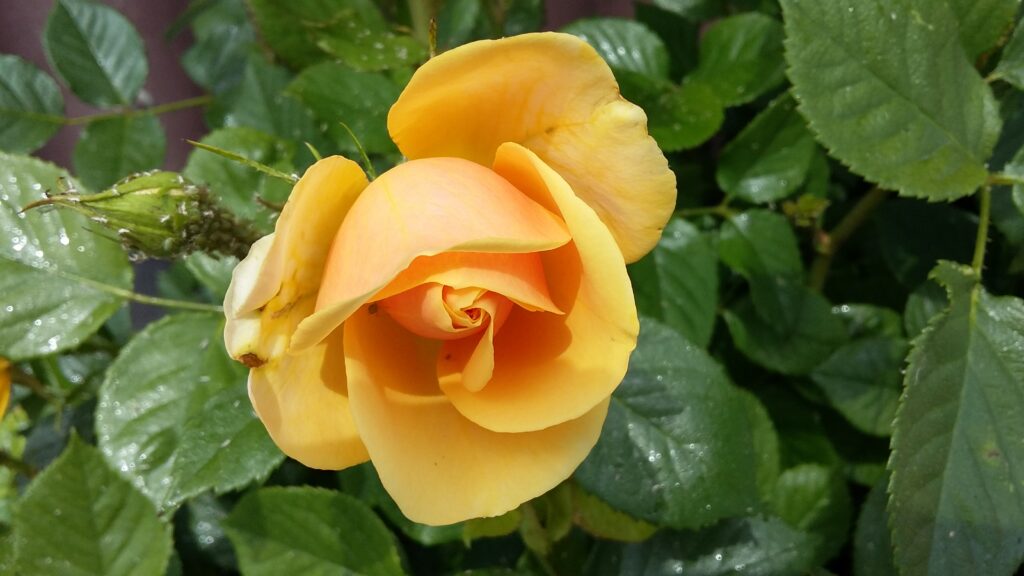 1. Mai-Rose