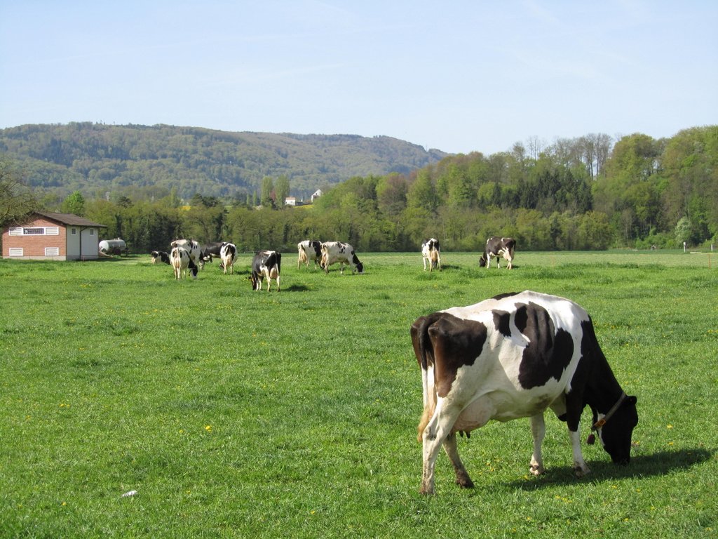 Bauernhof in Reinach - 11.04.2011