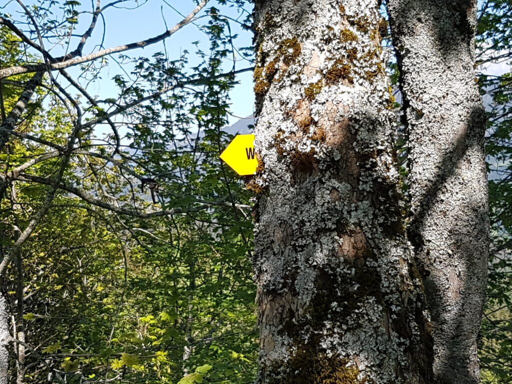 den Bäumen so nah auf dem Rämisgummenhoger, Erika - 21.05.2020