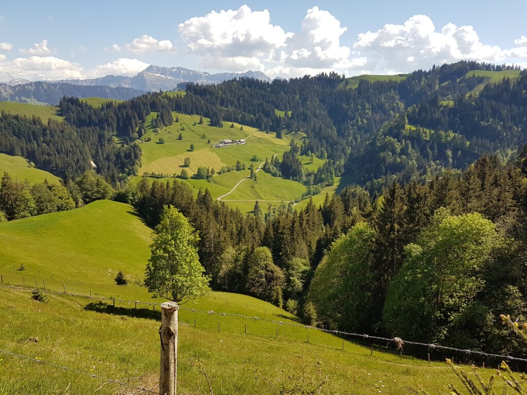 saftiges Grün auf dem Rämisgummenhoger, Erika - 21.05.2020