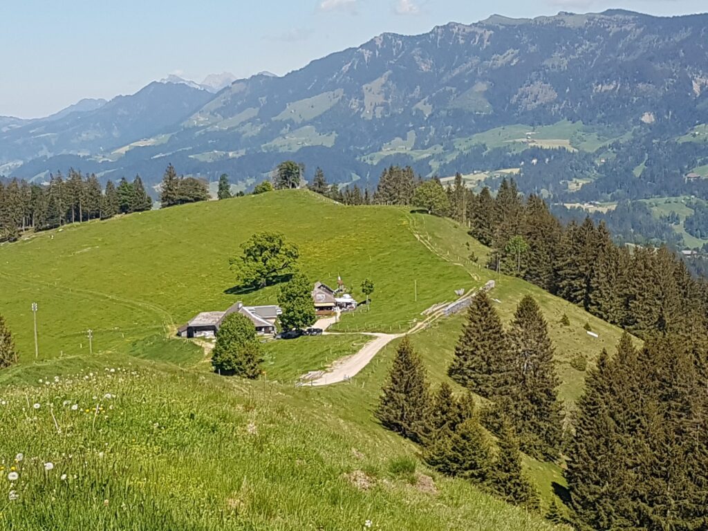 auf dem Rämisgummehoger, Erika - 21.05.2020