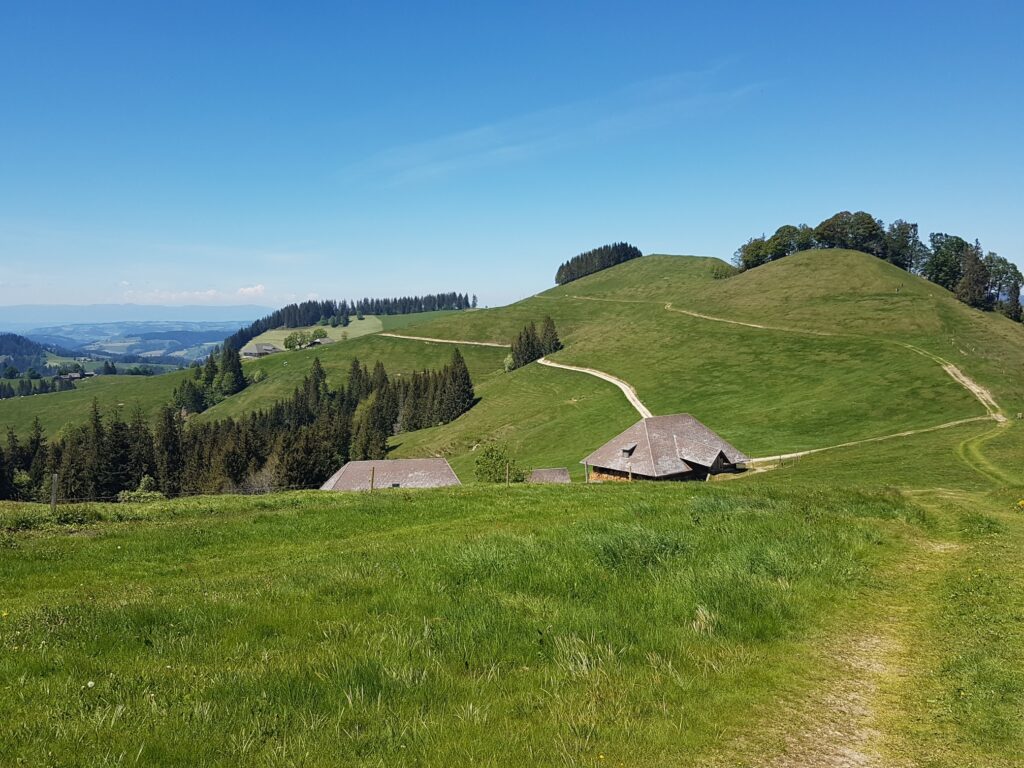 Rämisgummenhoger, Erika - 21.05.2020