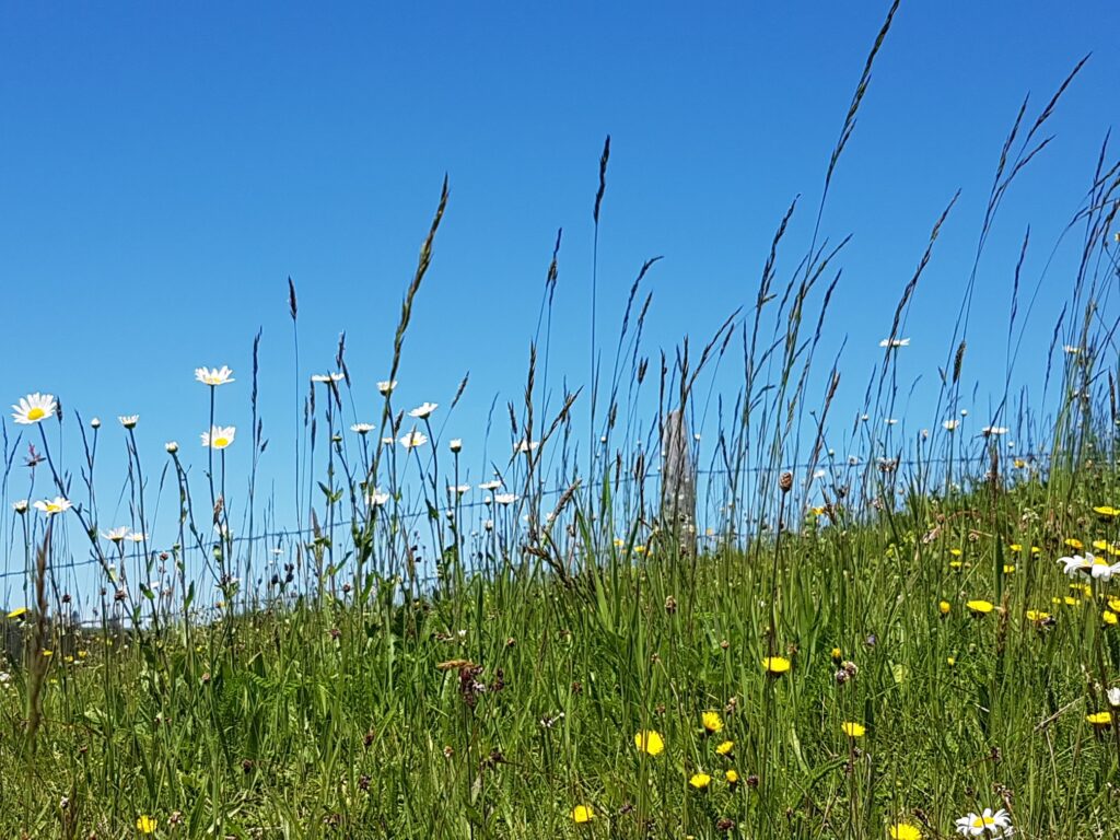 Blumenwiese auf dem Rämisgummenhoger, Erika - 21.05.2020