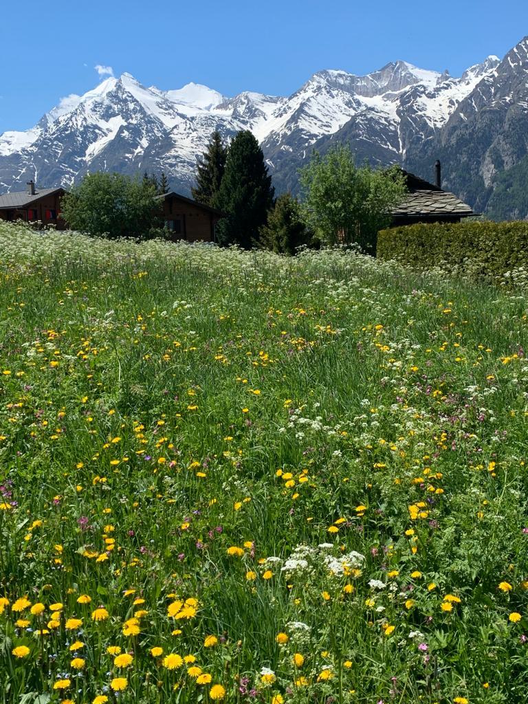 Gruss aus dem schönen Wallis, aus Grächen. Endlich wieder einmal Bergen, Blumen und herrliche Natur. Hat gut getan! Els -21.05.2020