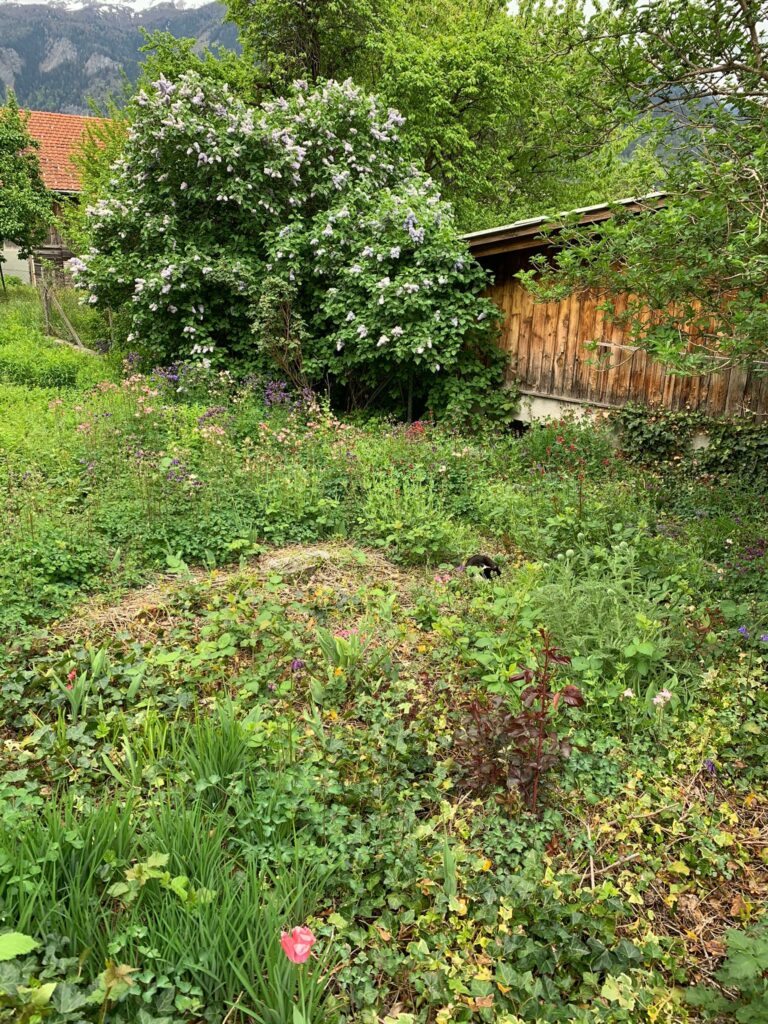 Wo hat sich denn das Kätzchen im Garten versteckt? - 04.05.2020