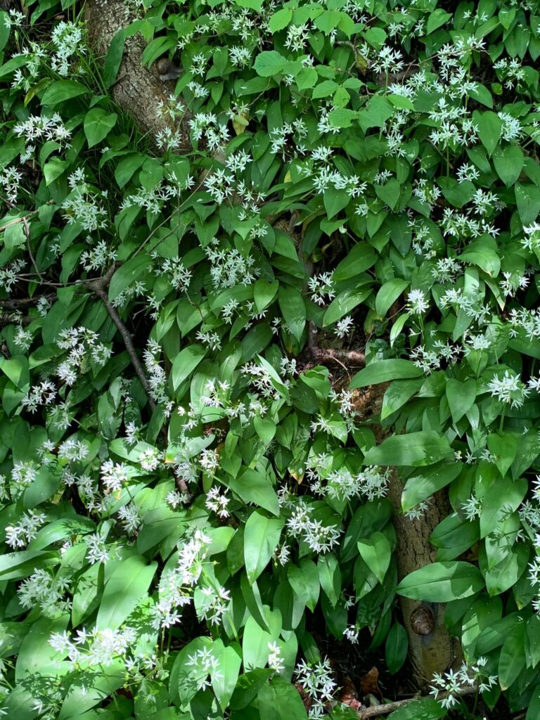 zwei Häuschenschnecken verkriechen sich im blühenden Bärlauch - 04.05.2020