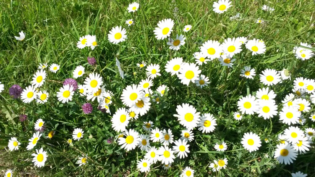 Margeritenwiese in Waldkrich, Giorgio - 21.05.2020