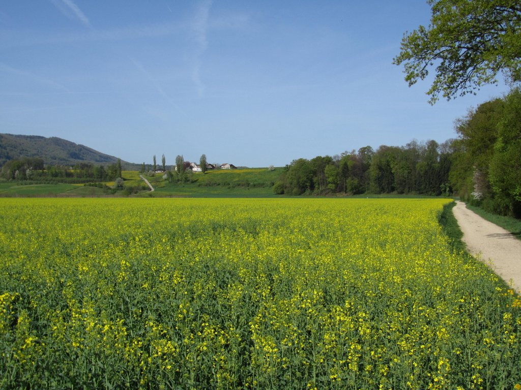 gelb leuchtender Raps in der Umgebung Reinach, BL - April 2020