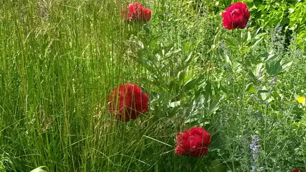 leuchtend rote Pfingstrosen im Garten der Helvetia Versicherung, Regina - 30.05.2020