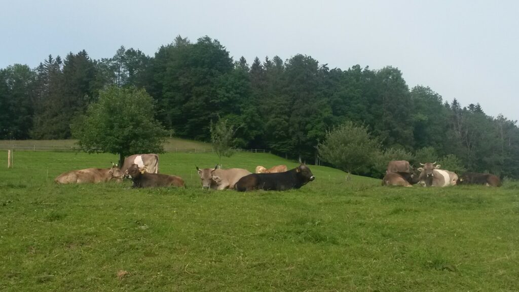 Kühe in der Ruhepause auf dem Aetschberg, Regina - 31.05.2020
