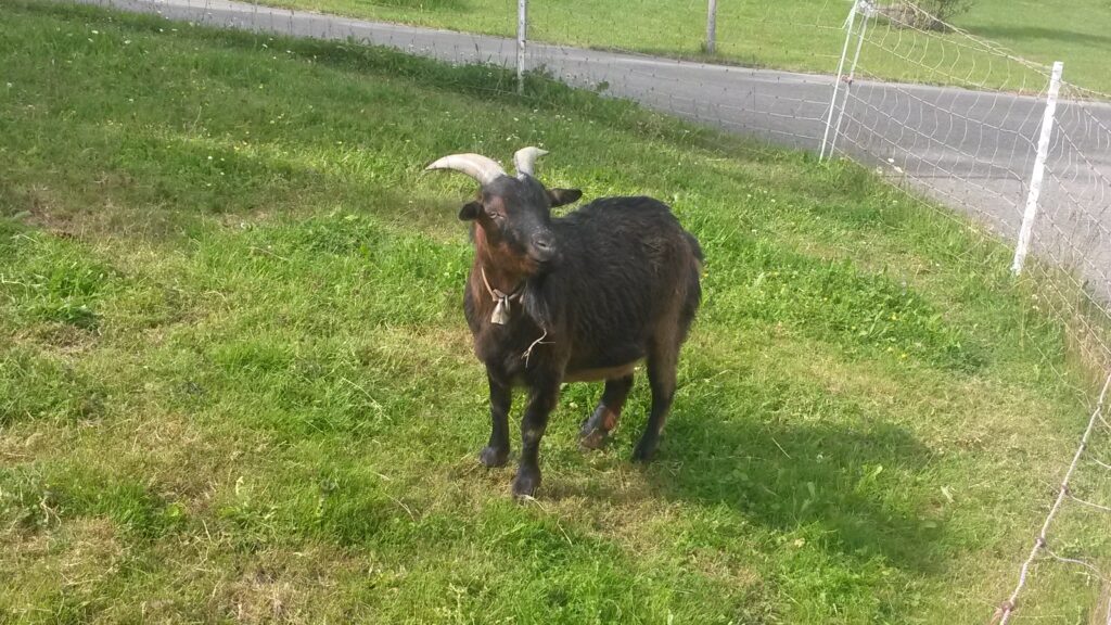 Die kleine Ziege hat genug vom trockenen Gras, Regina - 31.05.2020