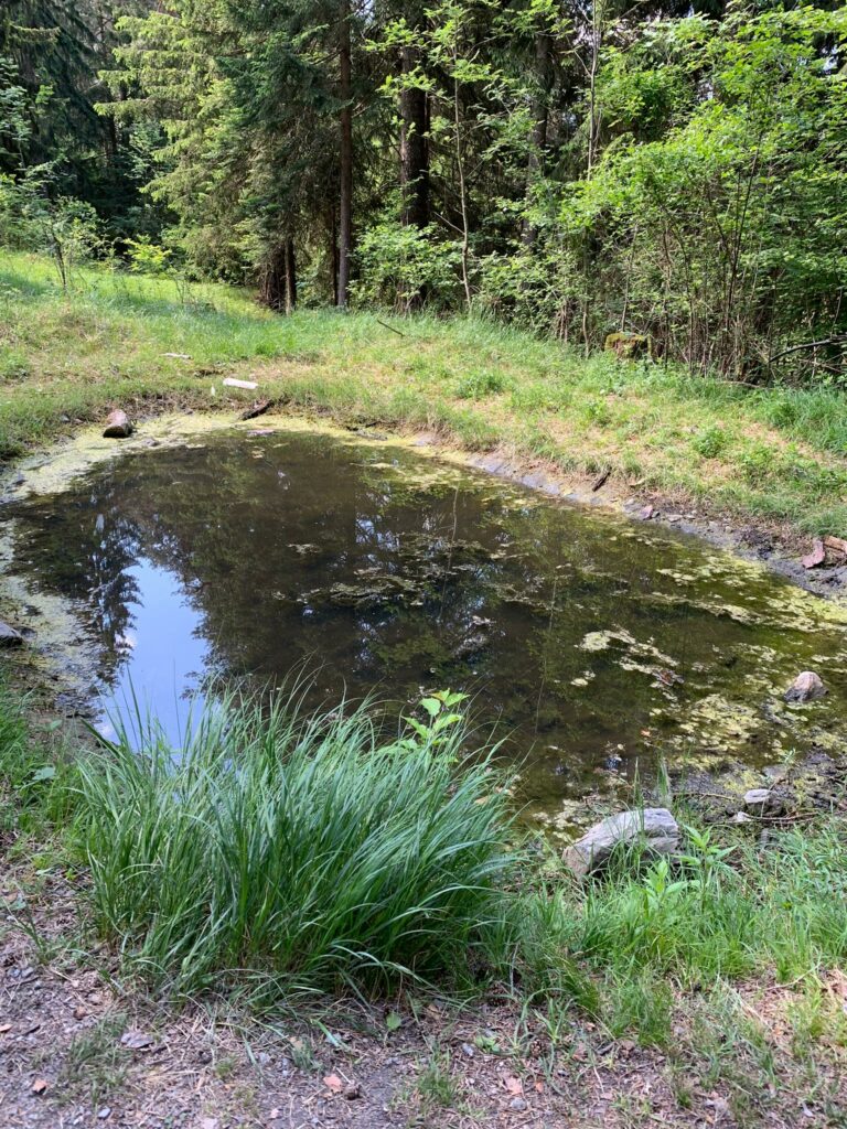 kleiner Teich im Wald bei Trimmis, Judith - 31.05.2020