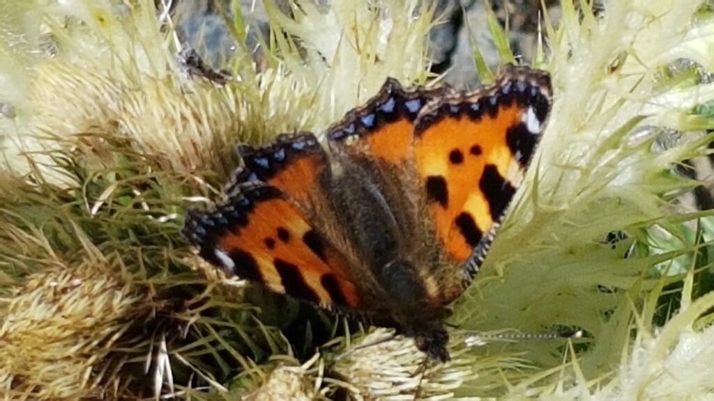 bunter Schmetterling