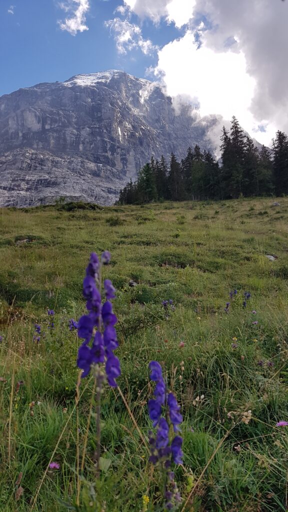 Bergblume, im Hintergrund die Nordwand