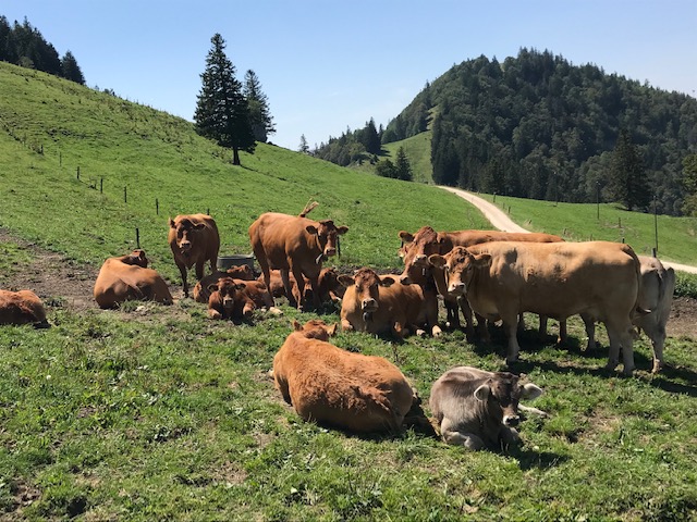 Kuhweide am Wegesrand