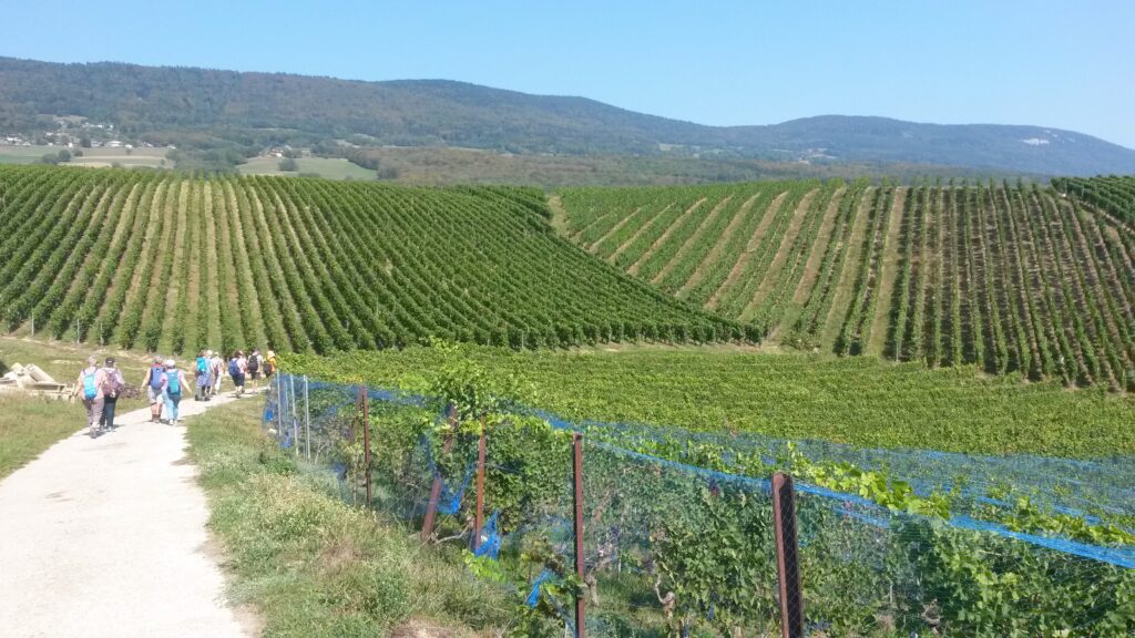 unterwegs in den Rebbergen bei Fiez oberhalb Grandson