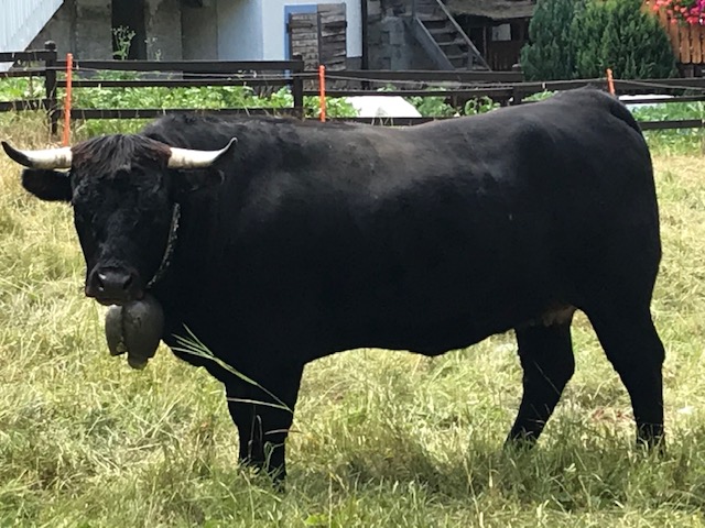 Eringer Kuh mit Glocke